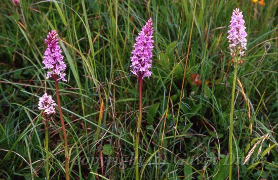 Common Spotted Orchids, Old Winchester Hill NNR, Hampshire.jpg